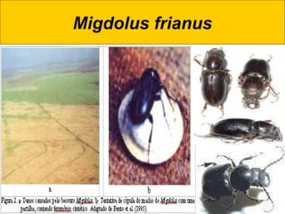 Migdolus frianus
 