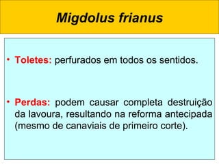 Migdolus frianus
• Toletes: perfurados em todos os sentidos.
• Perdas: podem causar completa destruição
da lavoura, resultando na reforma antecipada
(mesmo de canaviais de primeiro corte).
 