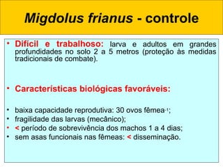 • Difícil e trabalhoso: larva e adultos em grandes
profundidades no solo 2 a 5 metros (proteção às medidas
tradicionais de combate).
• Características biológicas favoráveis:
• baixa capacidade reprodutiva: 30 ovos fêmea-1;
• fragilidade das larvas (mecânico);
• < período de sobrevivência dos machos 1 a 4 dias;
• sem asas funcionais nas fêmeas: < disseminação.
Migdolus frianus - controle
 