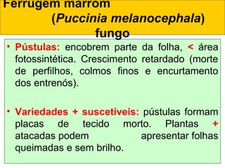 • Pústulas: encobrem parte da folha, < área
fotossintética. Crescimento retardado (morte
de perfilhos, colmos finos e encurtamento
dos entrenós).
• Variedades + suscetíveis: pústulas formam
placas de tecido morto. Plantas +
atacadas podem apresentar folhas
queimadas e sem brilho.
Ferrugem marrom
(Puccinia melanocephala)
fungo
 