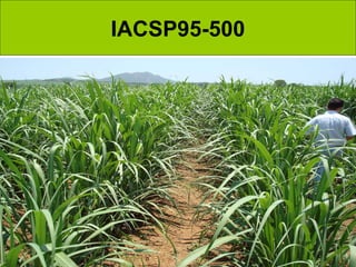 IACSP95-500
 