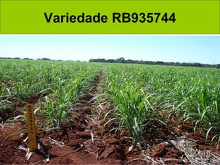 Variedade RB935744
 