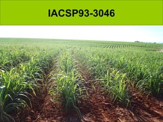 IACSP93-3046
 
