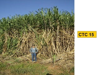 CTC 15
 