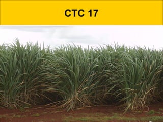 CTC 17
 