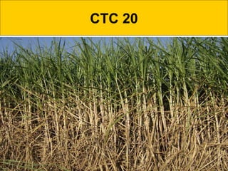 CTC 20
 