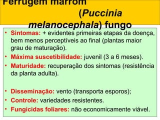 • Sintomas: + evidentes primeiras etapas da doença,
bem menos perceptíveis ao final (plantas maior
grau de maturação).
• Máxima suscetibilidade: juvenil (3 a 6 meses).
• Maturidade: recuperação dos sintomas (resistência
da planta adulta).
• Disseminação: vento (transporta esporos);
• Controle: variedades resistentes.
• Fungicidas foliares: não economicamente viável.
Ferrugem marrom
(Puccinia
melanocephala) fungo
 