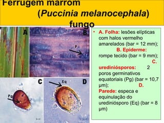 Ferrugem marrom
(Puccinia melanocephala)
fungo
• A. Folha: lesões elípticas
com halos vermelho
amarelados (bar = 12 mm);
B. Epiderme:
rompe tecido (bar = 9 mm);
C.
urediniósporos: 2
poros germinativos
equatoriais (Pg) (bar = 10,7
µm); D.
Parede: especa e
equinulação do
urediniósporo (Eq) (bar = 8
µm)
 