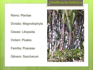 Classificação Botânica 
Reino: Plantae 
Divisão: Magnoliophyta 
Classe: Liliopsida 
Ordem: Poales 
Família: Poaceae 
Gênero: Saccharum 
26 
 