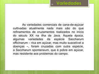 Variedades 
30 
As variedades comerciais de cana-de-açúcar 
cultivadas atualmente nada mais são do que 
refinamentos de cruzamentos realizados no início 
do século XX na ilha de Java. Àquela época, 
algumas variedades da espécie Saccharum 
officinarum – rica em açúcar, mas muito suscetível a 
doenças –, foram cruzadas com outra espécie, 
a Saccharum spontaneum, que é pobre em açúcar, 
mas resistente aos problemas do campo. 
 
