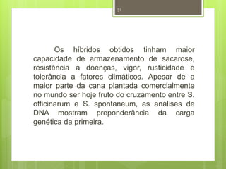 31 
Os híbridos obtidos tinham maior 
capacidade de armazenamento de sacarose, 
resistência a doenças, vigor, rusticidade e 
tolerância a fatores climáticos. Apesar de a 
maior parte da cana plantada comercialmente 
no mundo ser hoje fruto do cruzamento entre S. 
officinarum e S. spontaneum, as análises de 
DNA mostram preponderância da carga 
genética da primeira. 
 