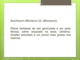 32 
Saccharum officinarum (S. officinarum): 
Planta herbácea de raiz geniculada e em parte 
fibrosa; colmo arqueado na base, cilíndrico, 
simples articulado e um pouco mais grosso nos 
internos. 
 