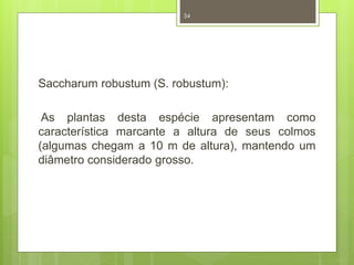 34 
Saccharum robustum (S. robustum): 
As plantas desta espécie apresentam como 
característica marcante a altura de seus colmos 
(algumas chegam a 10 m de altura), mantendo um 
diâmetro considerado grosso. 
 