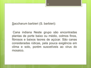 35 
Saccharum barbieri (S. barbieri): 
Cana indiana Neste grupo são encontradas 
plantas de porte baixo ou médio, colmos finos, 
fibrosos e baixos teores de açúcar. São canas 
consideradas rúticas, pela pouca exigência em 
clima e solo, porém suscetíveis ao virus do 
mosaico. 
 