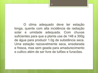 39 
O clima adequado deve ter estação 
longa, quente com alta incidência de radiação 
solar e umidade adequada. Com chuvas 
suficientes para que a planta use de 148 a 300g 
de água para produzir 1.0g de substância seca. 
Uma estação razoavelmente seca, ensolarada 
e fresca, mas sem geada para amadurecimento 
e cultivo além de ser livre de tufões e furacões. 
 