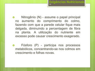 Exigências Nutricionais 
44 
 Nitrogênio (N) - assume o papel principal 
no aumento do comprimento do colmo, 
fazendo com que a parede celular fique mais 
delgada, diminuindo a percentagem de fibra 
na planta. A utilização do nutriente em 
excesso pode causar crescimento exagerado. 
 Fósforo (P) - participa nos processos 
metabólicos, concentrando-se nos colmos em 
crescimento e folhas novas. 
 