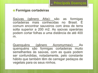Principais Doenças 
 Formigas cortadeiras 
50 
Saúvas (gênero Atta): são as formigas 
cortadeiras mais conhecidas no Brasil. É 
comum encontrar sauveiros com área de terra 
solta superior a 200 m2. As saúvas operárias 
podem cortar folhas a uma distância de até 400 
m. 
Quenquéns (gênero Acromyrmex): As 
quenquéns são formigas cortadeiras muito 
semelhantes às saúvas, com as quais podem 
ser confundidas, notadamente, pelo constante 
hábito que também têm de carregar pedaços de 
vegetais para os seus ninhos. 
 