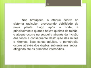 54 
Nas brotações, o ataque ocorre no 
sistema radicular, provocando debilidade da 
nova planta. Logo após o corte, e 
principalmente quando houve queima do talhão, 
o ataque ocorre na soqueira através da incisão 
dos tocos e consequente destruição das raízes 
e rizomas. Nas canas adultas, a penetração 
ocorre através dos órgãos subterrâneos secos, 
atingindo até os primeiros internódios. 
 