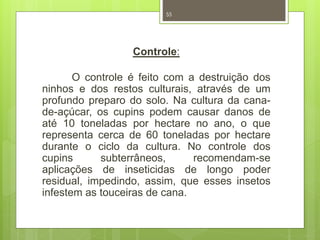 55 
Controle: 
O controle é feito com a destruição dos 
ninhos e dos restos culturais, através de um 
profundo preparo do solo. Na cultura da cana-de- 
açúcar, os cupins podem causar danos de 
até 10 toneladas por hectare no ano, o que 
representa cerca de 60 toneladas por hectare 
durante o ciclo da cultura. No controle dos 
cupins subterrâneos, recomendam-se 
aplicações de inseticidas de longo poder 
residual, impedindo, assim, que esses insetos 
infestem as touceiras de cana. 
 