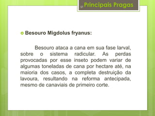 Principais Pragas 
57 
 Besouro Migdolus fryanus: 
Besouro ataca a cana em sua fase larval, 
sobre o sistema radicular. As perdas 
provocadas por esse inseto podem variar de 
algumas toneladas de cana por hectare até, na 
maioria dos casos, a completa destruição da 
lavoura, resultando na reforma antecipada, 
mesmo de canaviais de primeiro corte. 
 