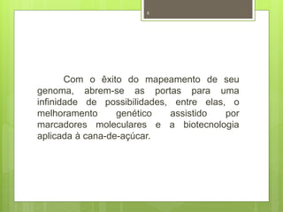 6 
Com o êxito do mapeamento de seu 
genoma, abrem-se as portas para uma 
infinidade de possibilidades, entre elas, o 
melhoramento genético assistido por 
marcadores moleculares e a biotecnologia 
aplicada à cana-de-açúcar. 
 