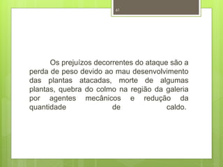 61 
Os prejuízos decorrentes do ataque são a 
perda de peso devido ao mau desenvolvimento 
das plantas atacadas, morte de algumas 
plantas, quebra do colmo na região da galeria 
por agentes mecânicos e redução da 
quantidade de caldo. 
 