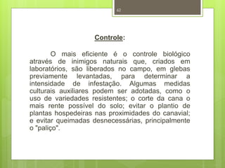 62 
Controle: 
O mais eficiente é o controle biológico 
através de inimigos naturais que, criados em 
laboratórios, são liberados no campo, em glebas 
previamente levantadas, para determinar a 
intensidade de infestação. Algumas medidas 
culturais auxiliares podem ser adotadas, como o 
uso de variedades resistentes; o corte da cana o 
mais rente possível do solo; evitar o plantio de 
plantas hospedeiras nas proximidades do canavial; 
e evitar queimadas desnecessárias, principalmente 
o "paliço". 
 