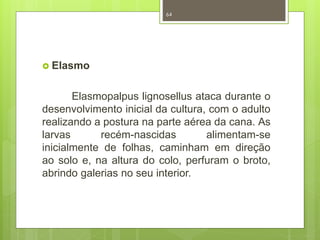  Elasmo 
64 
Elasmopalpus lignosellus ataca durante o 
desenvolvimento inicial da cultura, com o adulto 
realizando a postura na parte aérea da cana. As 
larvas recém-nascidas alimentam-se 
inicialmente de folhas, caminham em direção 
ao solo e, na altura do colo, perfuram o broto, 
abrindo galerias no seu interior. 
 