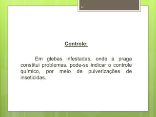 67 
Controle: 
Em glebas infestadas, onde a praga 
constitui problemas, pode-se indicar o controle 
químico, por meio de pulverizações de 
inseticidas. 
 