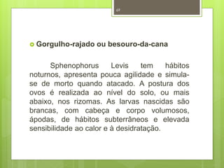 69 
 Gorgulho-rajado ou besouro-da-cana 
Sphenophorus Levis tem hábitos 
noturnos, apresenta pouca agilidade e simula-se 
de morto quando atacado. A postura dos 
ovos é realizada ao nível do solo, ou mais 
abaixo, nos rizomas. As larvas nascidas são 
brancas, com cabeça e corpo volumosos, 
ápodas, de hábitos subterrâneos e elevada 
sensibilidade ao calor e à desidratação. 
 