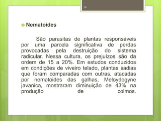  Nematoides 
74 
São parasitas de plantas responsáveis 
por uma parcela significativa de perdas 
provocadas pela destruição do sistema 
radicular. Nessa cultura, os prejuízos são da 
ordem de 15 a 20%. Em estudos conduzidos 
em condições de viveiro telado, plantas sadias 
que foram comparadas com outras, atacadas 
por nematoides das galhas, Meloydogyne 
javanica, mostraram diminuição de 43% na 
produção de colmos. 
 