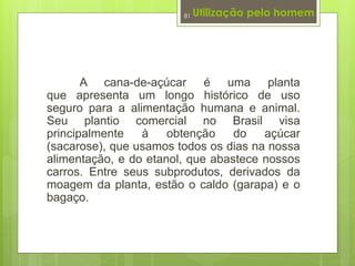 Utilização pelo homem 
81 
A cana-de-açúcar é uma planta 
que apresenta um longo histórico de uso 
seguro para a alimentação humana e animal. 
Seu plantio comercial no Brasil visa 
principalmente à obtenção do açúcar 
(sacarose), que usamos todos os dias na nossa 
alimentação, e do etanol, que abastece nossos 
carros. Entre seus subprodutos, derivados da 
moagem da planta, estão o caldo (garapa) e o 
bagaço. 
 