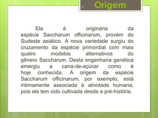 Origem 
9 
Ela é originária da 
espécie Saccharum officinarum, provém do 
Sudeste asiático. A nova variedade surgiu do 
cruzamento da espécie primordial com mais 
quatro modelos alternativos do 
gênero Saccharum. Desta engenharia genética 
emergiu a cana-de-açúcar como é 
hoje conhecida. A origem da espécie 
Saccharum officinarum, por exemplo, está 
intimamente associada à atividade humana, 
pois ela tem sido cultivada desde a pré-história. 
 