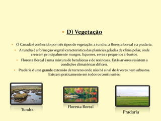  D) Vegetação
 O Canadá é conhecido por três tipos de vegetação: a tundra, a floresta boreal e a pradaria.
 A tundra é a formação vegetal característica das planícies geladas de clima polar, onde
crescem principalmente musgos, líquenes, ervas e pequenos arbustos.
 Floresta Boreal é uma mistura de betuláceas e de resinosas. Estás arvores resistem a
condições climatéricas difíceis.
 Pradaria é uma grande extensão de terreno onde não há sinal de árvores nem arbustos.
Existem praticamente em todos os continentes.
Tundra
Floresta Boreal
Pradaria
 