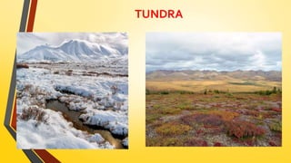 TUNDRA
 