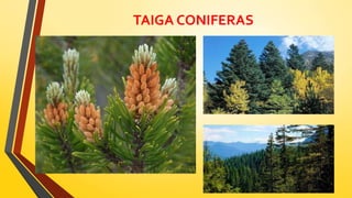 TAIGA CONIFERAS
 