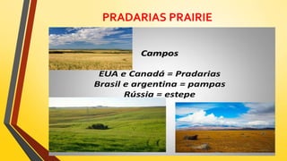 PRADARIAS PRAIRIE
 