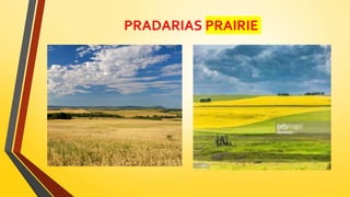 PRADARIAS PRAIRIE
 
