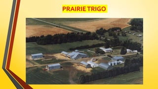 PRAIRIETRIGO
 