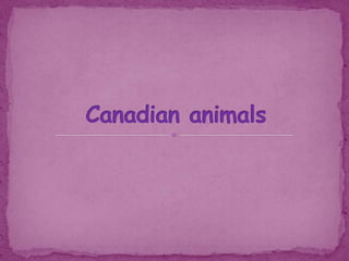 Canadian animals 
