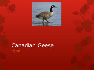 Canadian Geese
By Zac
 