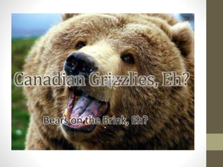 Canadian Grizzlies, Eh?
Bears on the Brink, Eh?
 