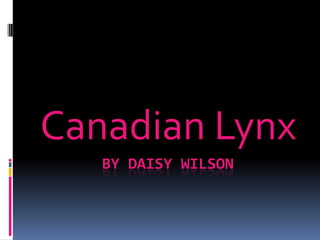 Canadian Lynx
   BY DAISY WILSON
 
