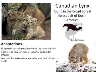 Canadian Lynx
                                                      found in the broad boreal
                                                         forest belt of North
                                                               America




Adaptations
Sharp teeth to catch prey, it only eats the snowshoe hair
Huge feet so they can walk on snow/ice and not fall
through
Very thick fur to keep them warm because their climate
is cold
 