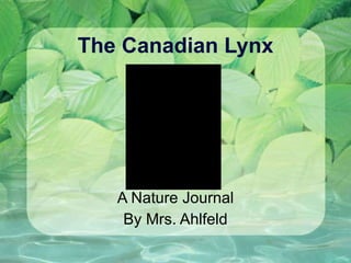 The Canadian Lynx A Nature Journal By Mrs. Ahlfeld 