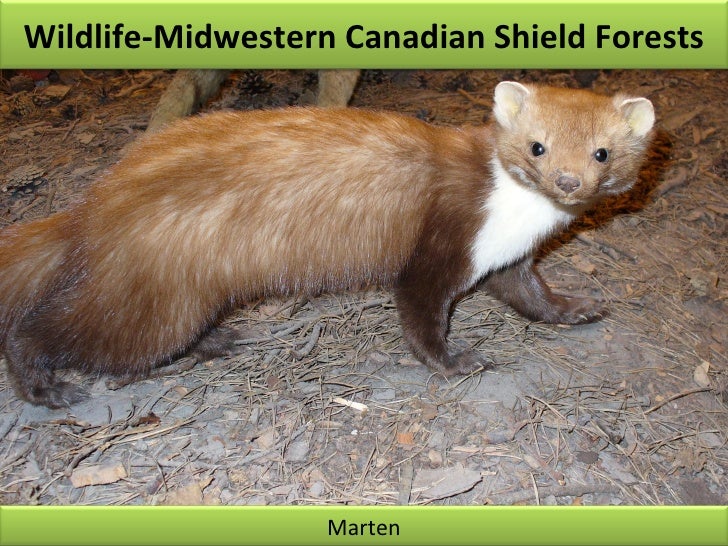 Canadian Shield