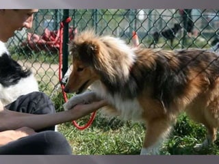 Canaille de l’Oustaou de Sandy