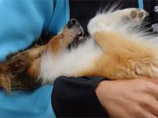 Canaille de l’Oustaou de Sandy