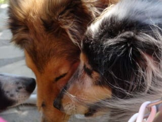 Canaille de l’Oustaou de Sandy