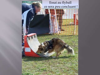 Essai au flyball 
ce sera peu concluant ! 
 